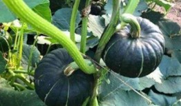 抖音网红八卦吃瓜图片,揭秘吃瓜图片背后的真相