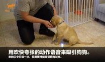 狗崽爆料视频大全最新版,最新版揭秘娱乐圈幕后真相