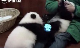 俏皮小熊猫爆料视频,萌态百出，欢乐无限