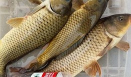 明星大鲤鱼最新爆料,娱乐圈幕后真相大曝光！