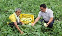 文春爆料金菜园视频大全,文春爆料背后的精彩瞬间