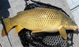 明星大鲤鱼最新爆料,娱乐圈幕后真相大曝光！