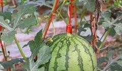 免费吃瓜福利群,畅享娱乐盛宴，轻松解锁快乐生活