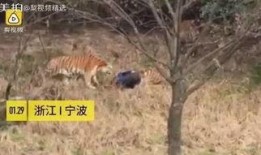 爆料虎豹的人有哪些呢视频,揭秘背后关键人物与幕后真相
