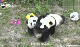 俏皮小熊猫爆料视频,萌态百出，欢乐无限