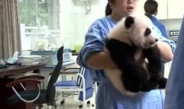 俏皮小熊猫爆料视频,萌态百出，欢乐无限